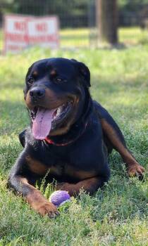 Rottweiler Dogs Available for Adoption in Conway, South Carolina - Jett | PetCurious