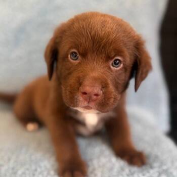 Jockey -  Chocolate Labrador Retriever and Mixed Breed Dog for Adoption in St. Peters, Missouri - Jockey | PetCurious