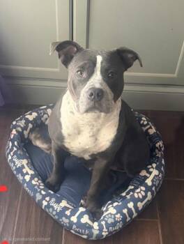 POPPI -  Pit Bull Terrier Dog for Adoption in Rowlett, Texas - POPPI | PetCurious