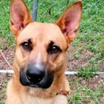 Winnie -  Belgian Shepherd Malinois Dog for Adoption in Chelmsford, Massachusetts - Winnie | PetCurious