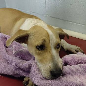 Jane 26-06-057 -  Pit Bull Terrier and Mixed Breed Dog for Adoption in Bastrop, Texas - Jane 26-06-057 | PetCurious