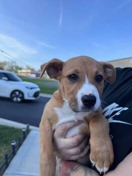 Pit Bull Terrier Dogs Available for Adoption in Newport, Kentucky - Suzie | PetCurious