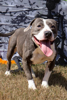 Rescue Mixed Breed Dogs for Adoption in Scott, Louisiana - Lori | PetCurious