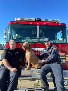 Rescue Labradoodle Dogs for Adoption in Kirkland Lake, Ontario - Silas | PetCurious