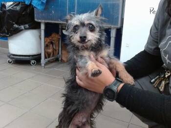 ZERO -  Yorkshire Terrier and Mixed Breed Dog for Adoption in Albuquerque, New Mexico - ZERO | PetCurious