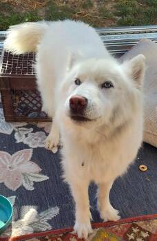 Apollo -  Samoyed and Siberian Husky Dog for Adoption in San Rafael, California - Apollo | PetCurious