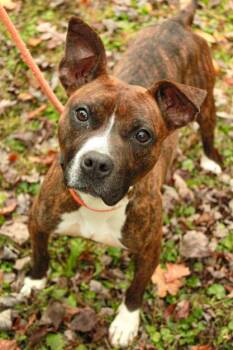 Rescue Pit Bull Terrier Dogs for Adoption in Ona, West Virginia - Penelope | PetCurious