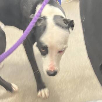 MickeyMic -  Mixed Breed Dog for Adoption in Philadelphia, Pennsylvania - MickeyMic | PetCurious