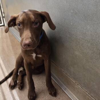 Rye -  Pit Bull Terrier and Mixed Breed Dog for Adoption in Ardmore, Oklahoma - Rye | PetCurious
