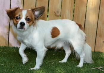 OCITO -  Cavalier King Charles Spaniel and Mixed Breed Dog for Adoption in West Valley City, Utah - OCITO | PetCurious