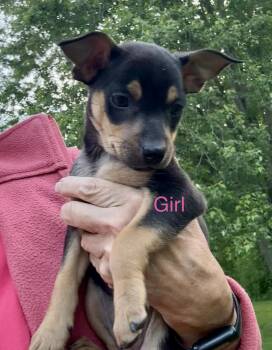 Mary Jo and Lala (and brothers) -  Rat Terrier and Jack Russell Terrier Dog Available for Adoption in Armada, Michigan - Mary Jo And Lala (and Brothers) | PetCurious