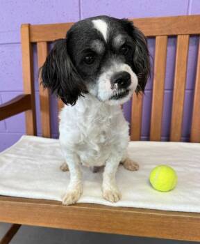 **SCOOTER** -  Shih Tzu Dog for Adoption in North Prairie, Wisconsin - **SCOOTER** | PetCurious