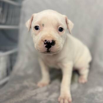 Pit Bull Terrier and Mixed Breed Dogs Available for Adoption in St. Peters, Missouri - Milky Way | PetCurious