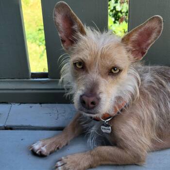 Mixed Breed Dogs Available for Adoption in Los Angeles, California - Karina | PetCurious