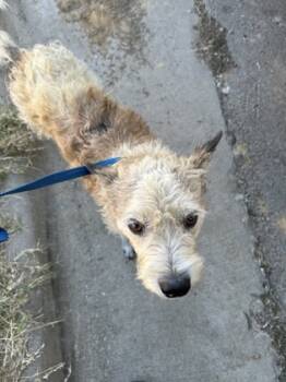 Rescue Chihuahua and Mixed Breed Dogs for Adoption in Fort Worth, Texas - Miss Lady | PetCurious