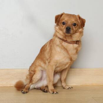 Chihuahua and Mixed Breed Dogs Available for Adoption in Minnetonka, Minnesota - Shooter D69393 | PetCurious