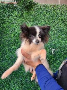 Papillon and Chihuahua Dogs Available for Adoption - 60150124 | PetCurious