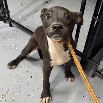 TUSC-Stray-84614_2 -  Labrador Retriever and Mixed Breed Dog Available for Adoption in Tuscaloosa, Alabama - TUSC-Stray-84614_2 | PetCurious