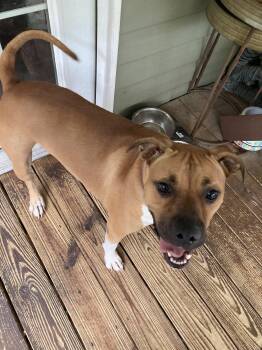 Rescue Boxer and Pit Bull Terrier Dogs for Adoption in Brooksville, Florida - Harlee | PetCurious