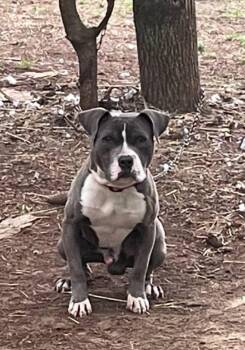 Rescue American Bully Dogs for Adoption in Fort Payne, Alabama - Axle | PetCurious