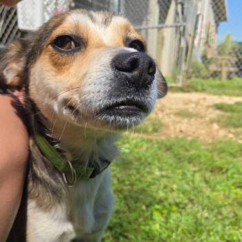Charlie -  Mixed Breed Dog for Adoption in Blair, Wisconsin - Charlie | PetCurious