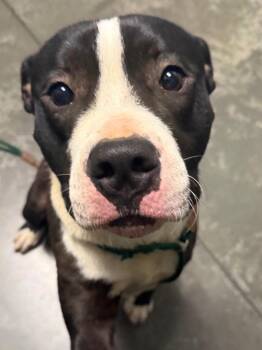 Bosco -  Pit Bull Terrier and Cane Corso Dog for Adoption in Henderson, North Carolina - Bosco | PetCurious