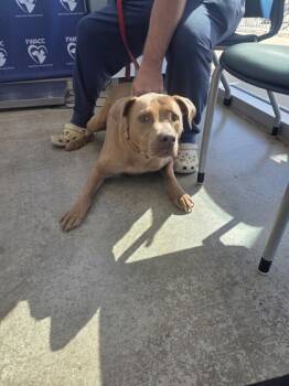 Rescue Pit Bull Terrier and Mixed Breed Dogs for Adoption in Fort Worth, Texas - Max | PetCurious