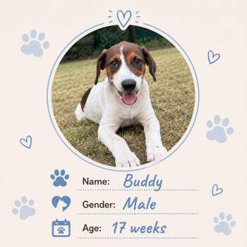 Buddy -  Dachshund Dog for Adoption in New York, New York - Buddy | PetCurious