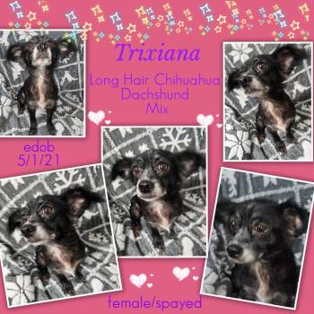 Trixiana BR14430-T -  Chihuahua Dog for Adoption in Missouri City, Texas - Trixiana BR14430-T | PetCurious