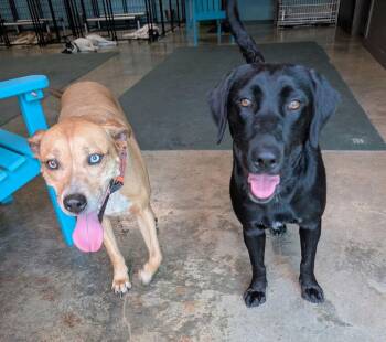Derlago / Nola -  Labrador Retriever and Mixed Breed Dog for Adoption in Broomfield, Colorado - Derlago / Nola | PetCurious
