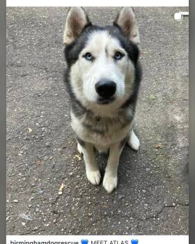 Atlas -  Husky Dog for Adoption in Bloomfield Hills, Michigan - Atlas | PetCurious
