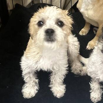 Poodle and Terrier Dogs Available for Adoption in Richmond, California - LYCHEE | PetCurious