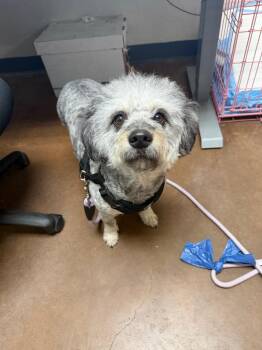 Koda -  Poodle and Yorkshire Terrier Dog for Adoption in Chico, California - Koda | PetCurious