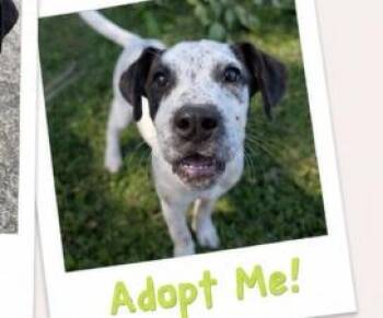 Misty (water themed litter) -  Hound and Pit Bull Terrier Dog for Adoption in Mt. Juliet, Tennessee - Misty (water Themed Litter) | PetCurious