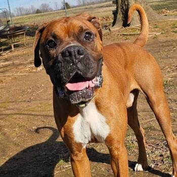 Rescue Boxer Dogs for Adoption in Athens, Alabama - Chewy | PetCurious