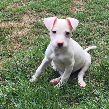Scout -  Cattle Dog Dog for Adoption in Sunderland, Maryland - Scout | PetCurious