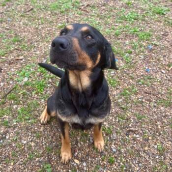 Mixed Breed Dogs Available for Adoption in Kansas City, Kansas - Luna  | PetCurious