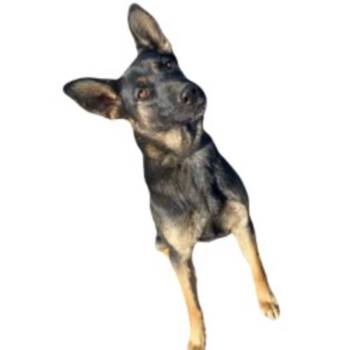 Aspen -  German Shepherd Dog Dog for Adoption in Red Bluff, California - Aspen | PetCurious