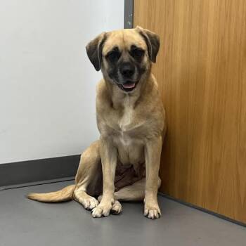 Cissy -  Mixed Breed and Boxer Dog for Adoption in Roanoke, Virginia - Cissy | PetCurious