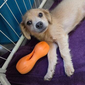 Abel Makkonen Tesfaye -  Chihuahua Dog for Adoption in Redmond, Washington - Abel Makkonen Tesfaye | PetCurious