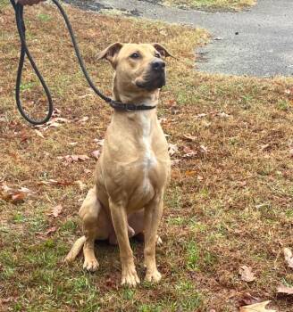 Hank -  Mountain Cur and Labrador Retriever Dog Available for Adoption in Sautee Nacoochee, Georgia - Hank | PetCurious