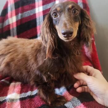Dachshund Dogs Available for Adoption in Jackson, Missouri - Plush | PetCurious