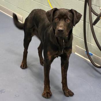 Nyxie -  Rottweiler and Black Labrador Retriever Dog for Adoption in Greensboro, North Carolina - Nyxie | PetCurious