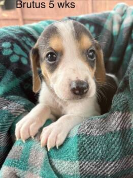 Hound and Beagle Dogs Available for Adoption in Louisa, Virginia - Brutus | PetCurious