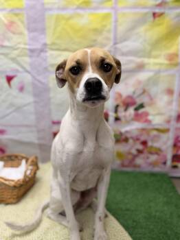 Jack Russell Terrier and Mixed Breed Dogs Available for Adoption in Statesboro, Georgia - Legend | PetCurious