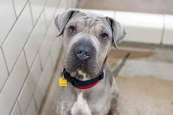 Freya -  Shar Pei and Mixed Breed Dog for Adoption in Golden Valley, Minnesota - Freya | PetCurious