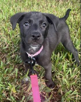 Mindy -  Labrador Retriever Dog for Adoption in Clearwater, Florida - Mindy | PetCurious