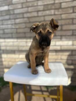 Rescue German Shepherd Dog Dogs for Adoption in Mustang, Oklahoma - May | PetCurious