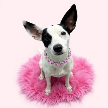 Rescue Terrier Dogs for Adoption in Grand Bay, Alabama - Fern | PetCurious