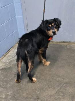 Acorn -  Australian Shepherd Dog for Adoption in Evansville, Indiana - Acorn | PetCurious